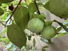 郑万全（91）：妈妈的柿子甜暖澳门