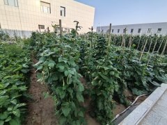 白家海子煤矿项目部荒坡成了“共享菜园”
