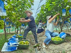 “甜蜜产业链”，淮南凤台特色种植促增收